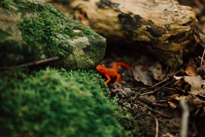 Bachelor Of Science In Zoo And Wildlife Biology | Liberty University