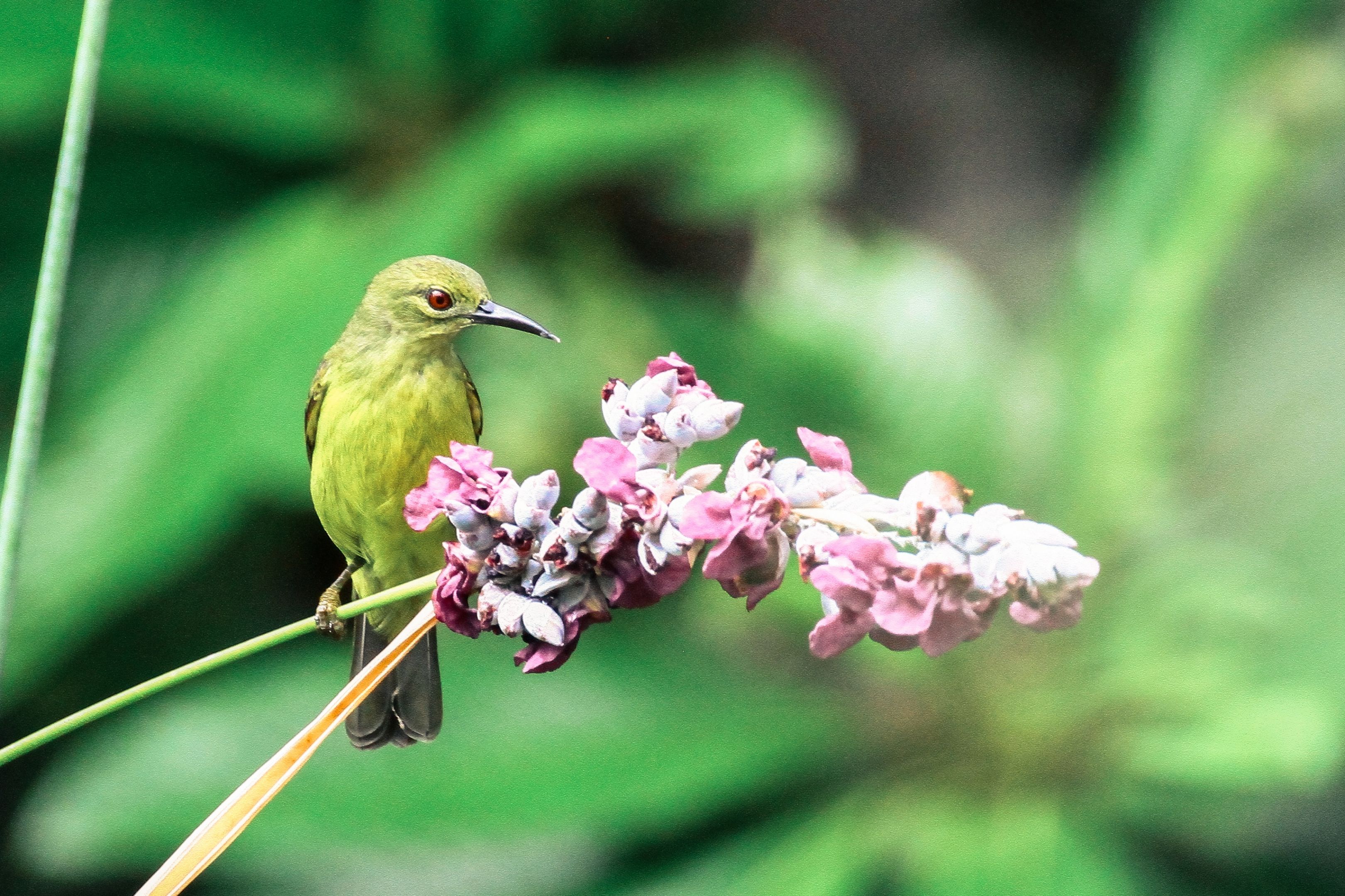 Успокаивает пением птиц. Зеленая птица. Птица с зеленой спинкой. Птица на зеленом фоне. Зеленый птичий цветок.